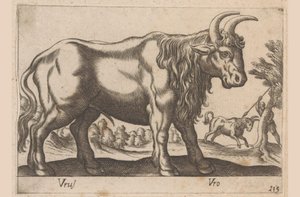 Toro da Antonio Tempesta