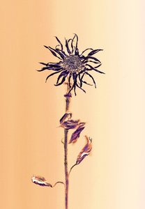  da Antonius Antonius