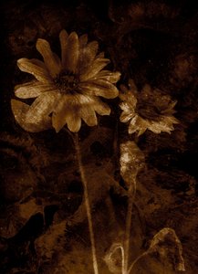  da Antonius Antonius