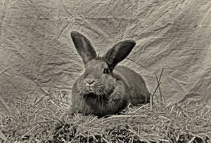  da Antonius Antonius