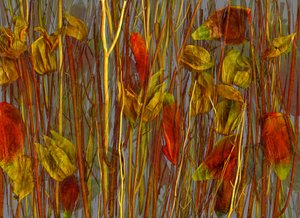  da Antonius Antonius