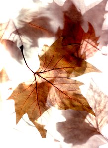  da Antonius Antonius