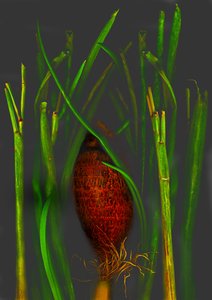  da Antonius Antonius