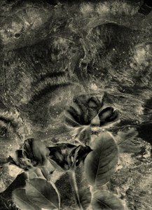  da Antonius Antonius