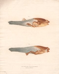 No. 3 e 4 nelle 8 fasi di crescita della Rana del Suriname da Archibald Robertson