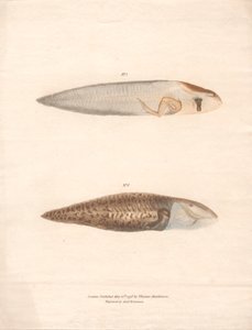 No. 5 e No. 6 nelle 8 fasi di crescita della rana del Suriname da Archibald Robertson