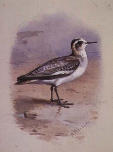 Un phalarope grigio da Archibald Thorburn