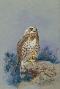 Poiana delle steppe da Archibald Thorburn