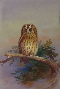Un gufo comune appollaiato su un ramo di quercia da Archibald Thorburn