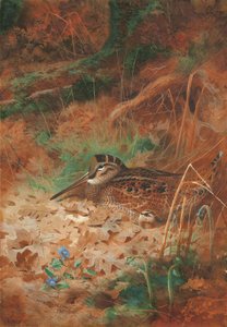 Un Beccaccino e il Suo Pulcino nel Sottobosco da Archibald Thorburn