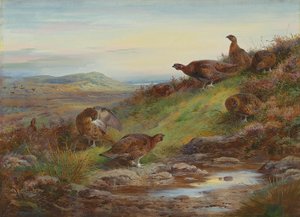 Una covata di galli cedroni rossi presso una sorgente da Archibald Thorburn