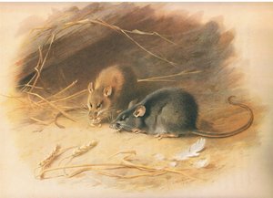 Ratto alessandrino e ratto nero, da Mammiferi di Thorburn pubblicato da Longmans and Co, c. 1920