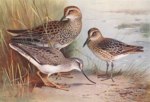 Piro Piro Pettorale Americano, Piro Piro Beccolargo, Piro Piro di Terek da Archibald Thorburn