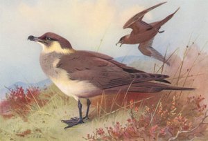 Stercorario maggiore da Archibald Thorburn