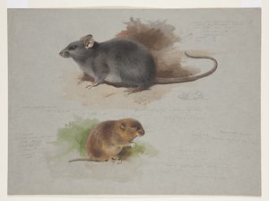 Ratto nero e arvicola di Orkney da Archibald Thorburn