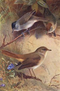Capinera (maschio e femmina), Usignolo da Archibald Thorburn