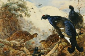 Gallo Cedrone da Archibald Thorburn