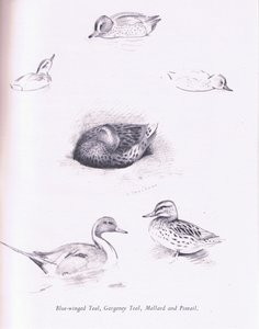 Alzavole aliate blu, garganey, alzavole, germani reali e codoni