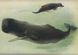 Balena dal becco e capodoglio, da Mammiferi di Thorburn pubblicato da Longmans and Co, c. 1920 da Archibald Thorburn
