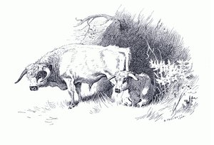 Bovini, da Mammiferi di Thorburn pubblicato da Longmans and Co, c. 1920 da Archibald Thorburn