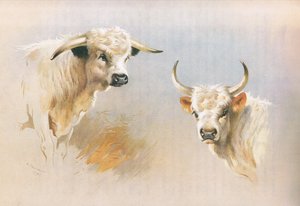 Toro di Chartley e Toro di Chillingham, da Mammals di Thorburn pubblicato da Longmans and Co, c. 1920 da Archibald Thorburn