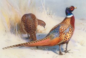 Fagiano dal Collo Anellato Cinese (maschio e femmina) da Archibald Thorburn