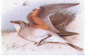 Pratincole collare, da Uccelli delle isole britanniche e le loro uova pubblicato da Frederick Warne & Co Ltd, 1958