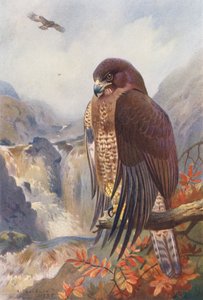 Poiana Comune da Archibald Thorburn