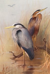 Airone Comune, Airone Rosso da Archibald Thorburn