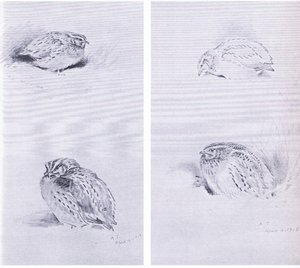 Pernice comune e quaglia, pub. da Book Club Associates da Archibald Thorburn