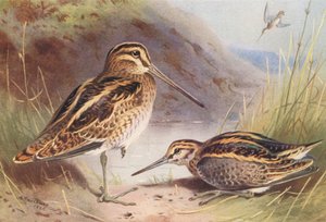 Beccaccino Comune, Beccaccino Minore da Archibald Thorburn