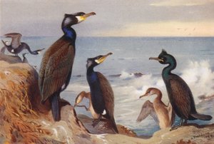 Cormorano (adulto e giovane), Marangone minore (adulto e giovane) da Archibald Thorburn