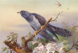 Cuculo da Archibald Thorburn