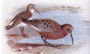 Piovanello pancianera, da Uccelli delle isole britanniche e le loro uova pubblicato da Frederick Warne & Co Ltd, 1958