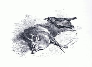 Cervo morto e corvo, da Mammals di Thorburn pubblicato da Longmans and Co, c. 1920