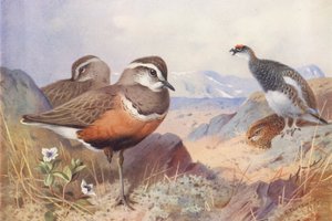Piviere dorato, pernice bianca (maschio e femmina, estate) da Archibald Thorburn