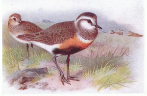 Piviere dorato, da Uccelli delle isole britanniche e le loro uova pubblicato da Frederick Warne & Co Ltd, 1958