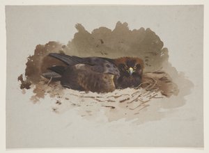 Aquila sul nido da Archibald Thorburn
