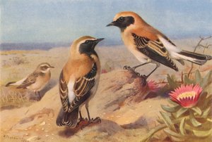 Culbianco orientale (femmina), Culbianco dalla gola nera, Culbianco del deserto da Archibald Thorburn