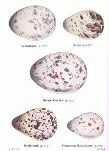 Uova: Beccaccia; Beccaccino, Occhione, Pettegola, Piro piro comune, da Uccelli delle isole britanniche e le loro uova pubblicato da Frederick Warne & Co Ltd, 1958 da Archibald Thorburn