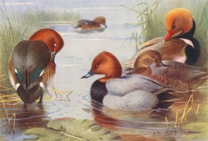 Moriglione ferruginoso (maschio e femmina), Moriglione comune (maschio e femmina), Moriglione crestato rosso da Archibald Thorburn