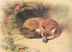 Volpe con digitali, da Mammiferi di Thorburn pubblicato da Longmans and Co, c. 1920 da Archibald Thorburn