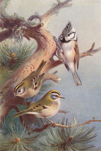 Regolo, Regolo maggiore, Cincia dal ciuffo da Archibald Thorburn