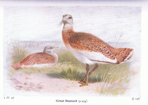 Otarda maggiore, da Uccelli delle isole britanniche e le loro uova pubblicato da Frederick Warne & Co Ltd, 1958