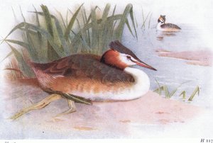 Svasso maggiore da Archibald Thorburn