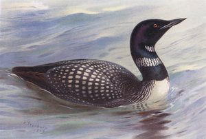 Strolaga maggiore da Archibald Thorburn