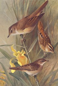 Cannaiola maggiore, Cannaiola acquatica, Cannaiola verdognola da Archibald Thorburn
