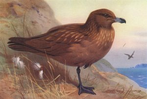 Stercorario maggiore da Archibald Thorburn