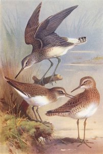 Piro-piro boschereccio, Piro-piro comune, Piro-piro culbianco (litografia a colori) da Archibald Thorburn
