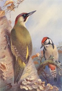 Picchio verde, Picchio rosso maggiore (giovane) da Archibald Thorburn